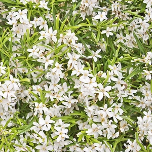 Choisya 'Greenfingers' (Pot Size 3L) - Greenfingers Mexican Orange Blossom - image 1