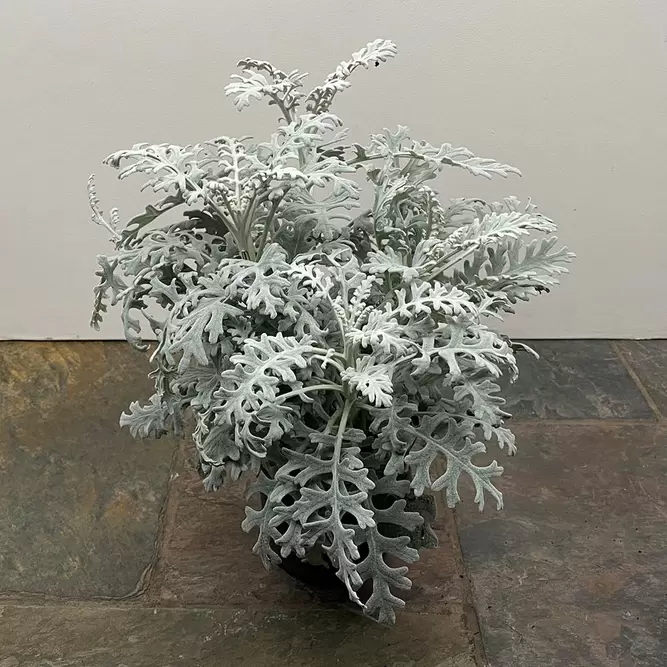 Cineraria maritima (Pot Size 12cm) - Silver Ragwort - image 2