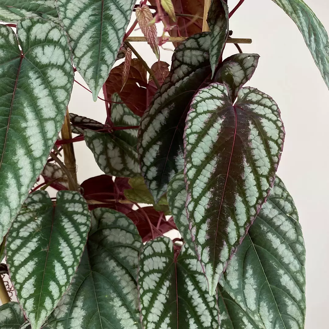 Cissus discolor (Pot Size 15cm) Rex begonia vine/ Climbing begonia ...