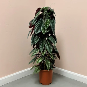 Cissus discolor (Pot Size 24cm) Rex begonia vine/ Climbing begonia - image 1