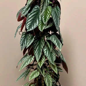 Cissus discolor (Pot Size 24cm) Rex begonia vine/ Climbing begonia - image 2