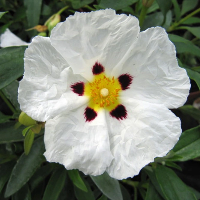 Cistus  × purpureus  'Alan Fradd' avialable at Boma Garden Centre image by Leonora Enking