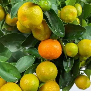 Citrus x microcarpa 'Calamondin'  (Pot Size 19cm) Calamondin Orange - image 1