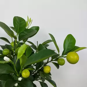 Citrus x microcarpa 'Calamondin'  (Pot Size 19cm) Calamondin Orange - image 2