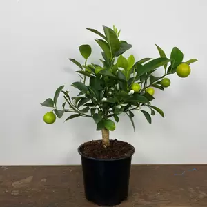 Citrus x microcarpa 'Calamondin'  (Pot Size 19cm) Calamondin Orange - image 3