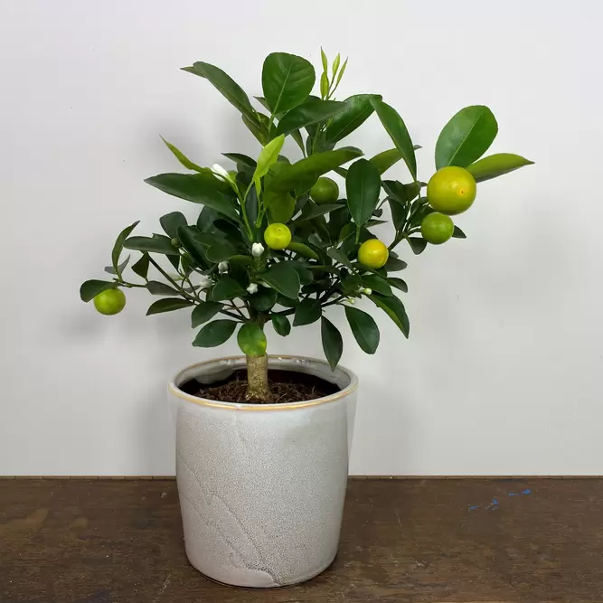 Citrus x microcarpa 'Calamondin'  (Pot Size 19cm) Calamondin Orange - image 4