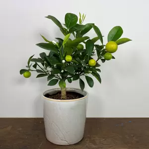 Citrus x microcarpa 'Calamondin'  (Pot Size 19cm) Calamondin Orange - image 4