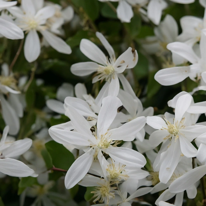 Clematis armandii ‘Snowdrift’ (Pot Size 3L) Evergreen Clematis