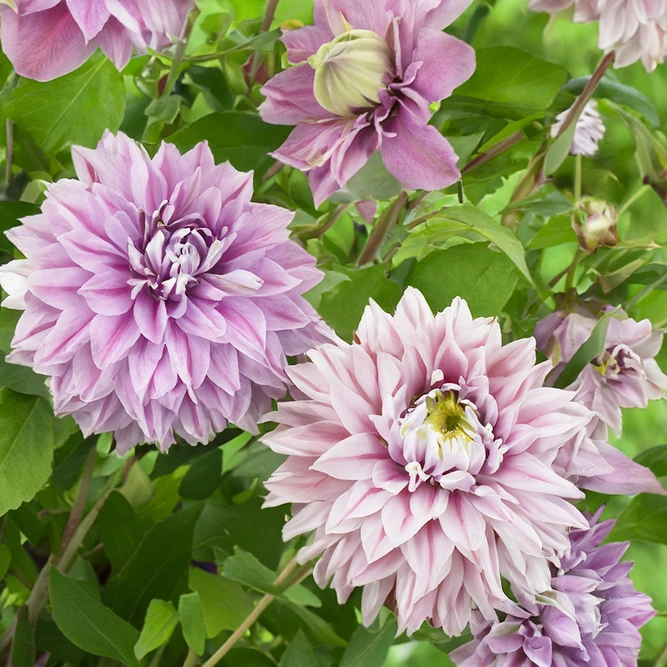 Clematis Josephine ‘Evijohill’ PBR (Pot Size 3L)