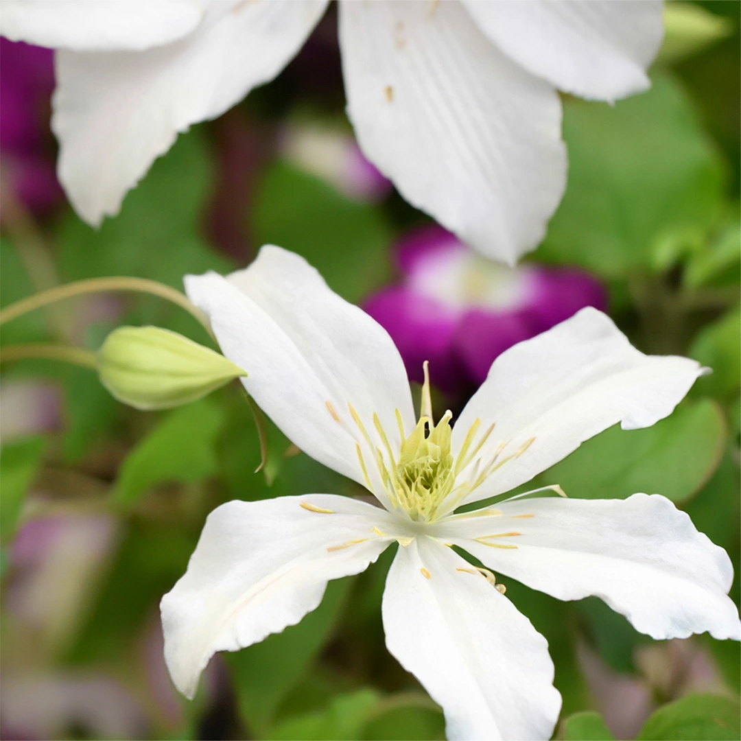 Clematis Montana Var. Wilsonii (pot Size 3l) Wilson's Clematis Montana 