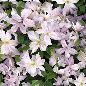 Clematis 'Prince Charles' (Pot Size 3L) - image 1