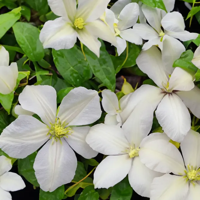 Clematis 'Prince Charles' (Pot Size 3L) - image 2