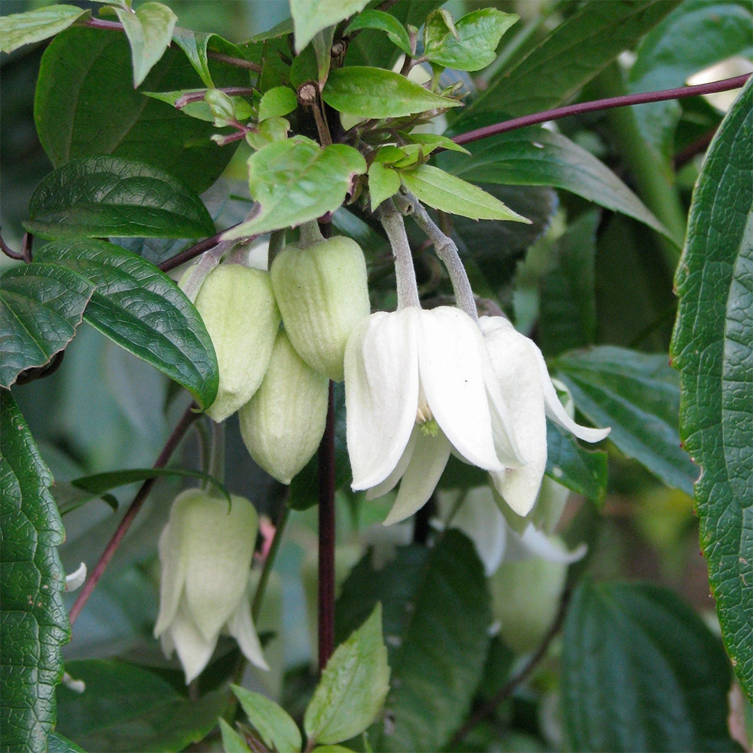 Clematis urophylla 'Winter Beauty' (Pot Size 17cm) Clematis - The Boma ...