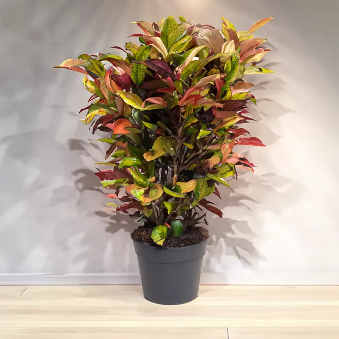 Codiaeum variegatum ‘Iceton’  (Pot Size 27cm) Croton Iceton