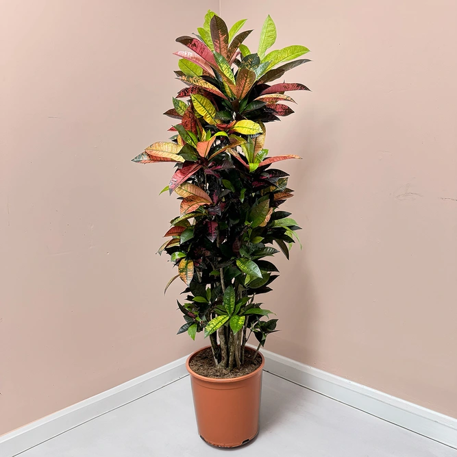 Codiaeum variegatum ‘Iceton’  (Pot Size 30cm) Croton Iceton - image 2