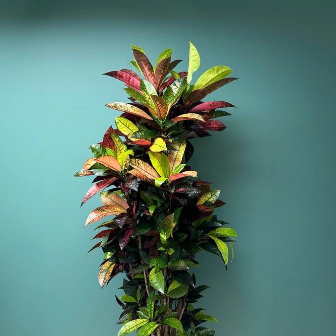 Codiaeum variegatum ‘Iceton’  (Pot Size 30cm) Croton Iceton - image 3