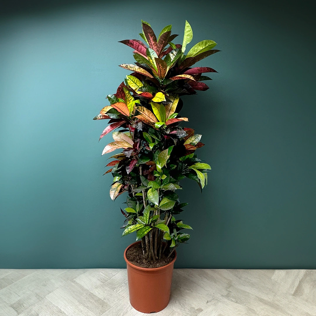 Codiaeum variegatum ‘Iceton’ (Pot Size 30cm) Croton Iceton - The Boma ...