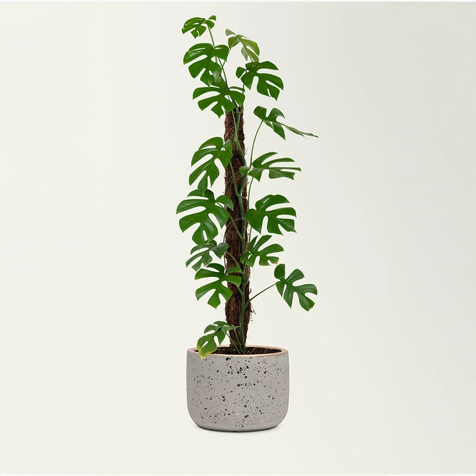 Coir Plant Climbing Pole (160cm) Moss Plant Pole - image 1