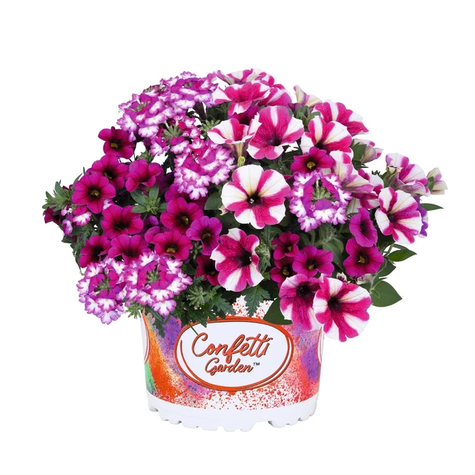 Confetti Garden® 'Shocking Hot Pink' (Pot Size 13cm) - image 2