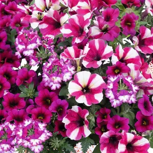 Confetti Garden® 'Shocking Hot Pink' (Pot Size 13cm) - image 1