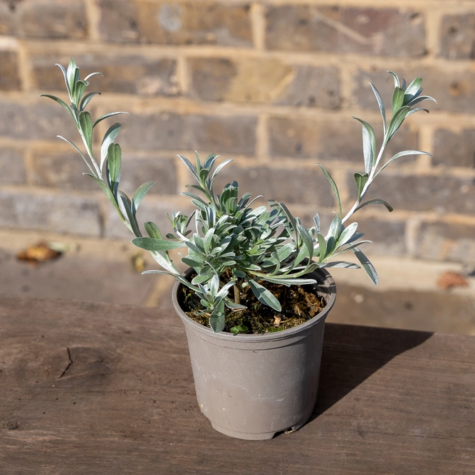 Convolvulus Cneorum (11cm) Silverbrush