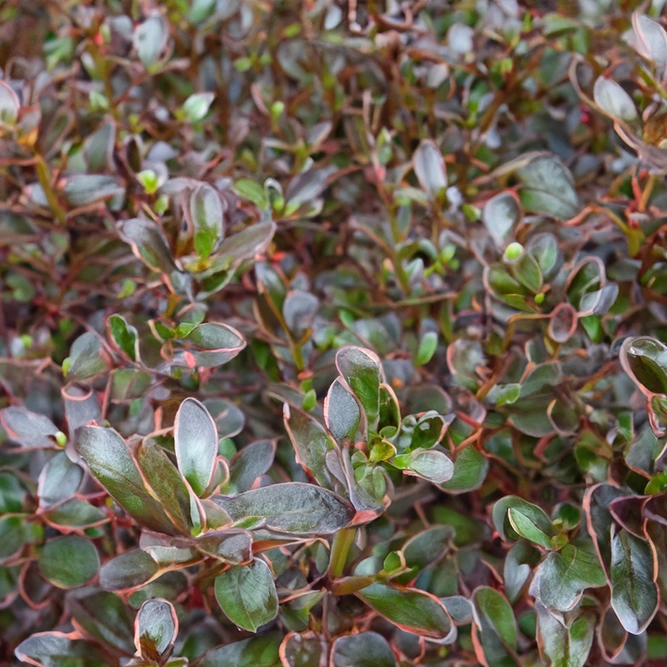 Coprosma 'Pacific Night' (Pot Size 3L)