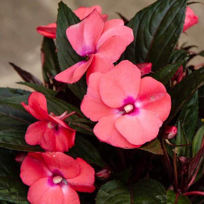 Coral New Guinea Impatiens (13cm pot) - image 1