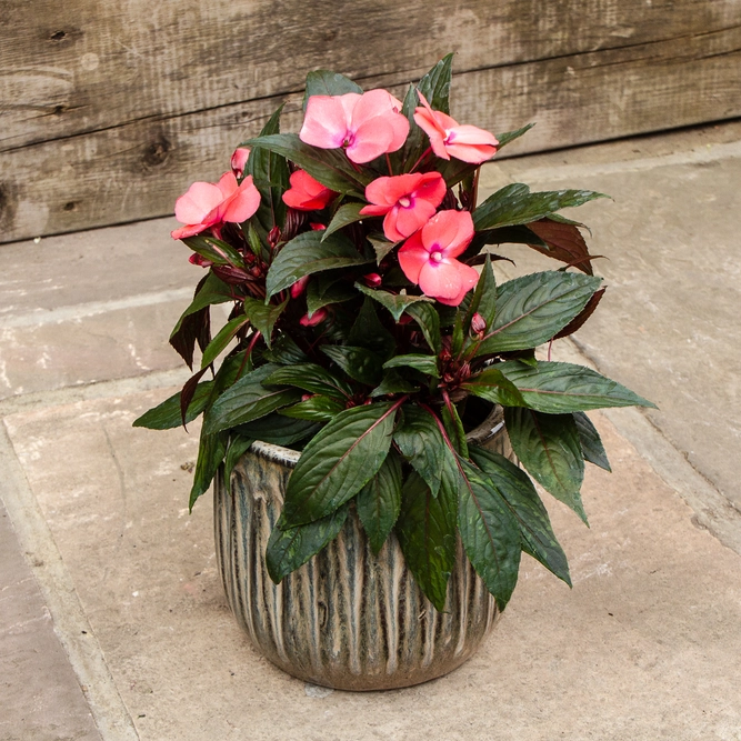 Coral New Guinea Impatiens (13cm pot) - image 2