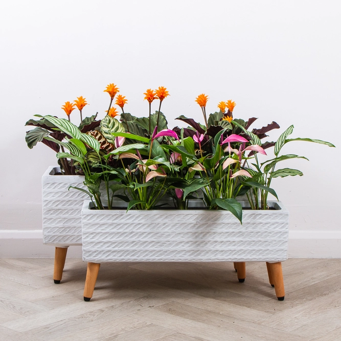 Corda Trough White (W58cm x D15cm x H27cm) Multi-use Indoor Plant Pot Cover On Legs - image 6