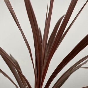 Cordyline australis 'Red Star' - Cabbage-tree