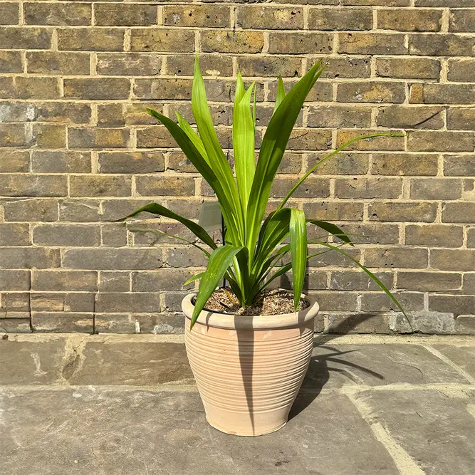 Cordyline 'Emerald Star' (Pot Size 3L) Cabbage Palm - image 3