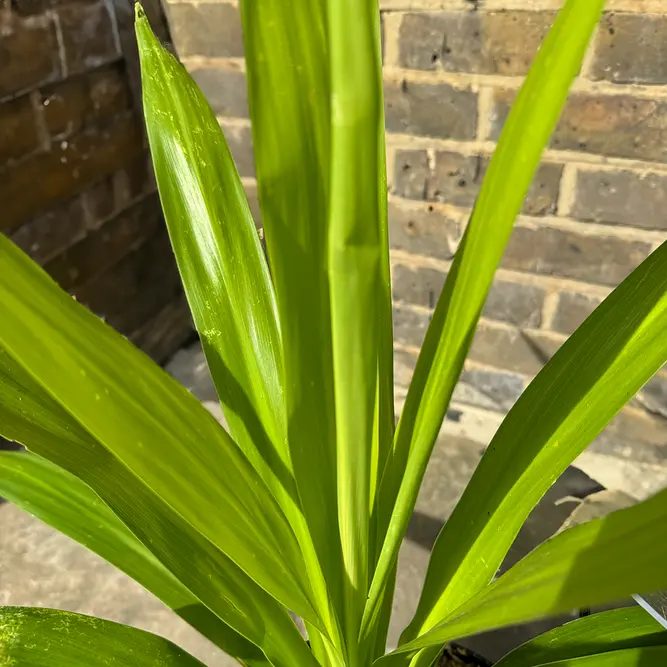 Cordyline 'Emerald Star' (Pot Size 3L) Cabbage Palm - image 2