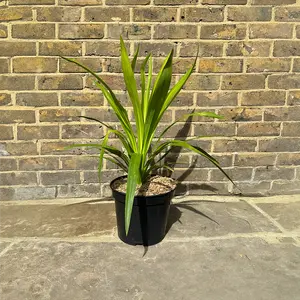 Cordyline 'Emerald Star' (Pot Size 3L) Cabbage Palm - image 1