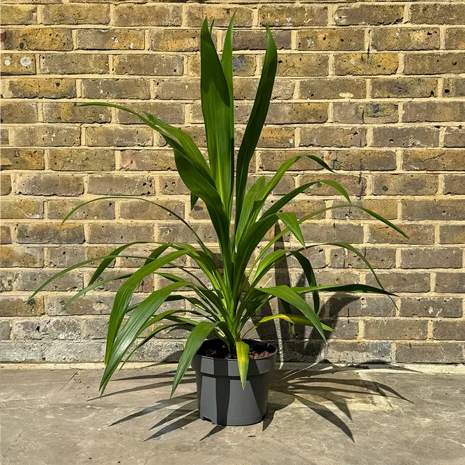 Cordyline 'Emerald Star' (Pot Size 23cm) Cabbage Palm - image 1
