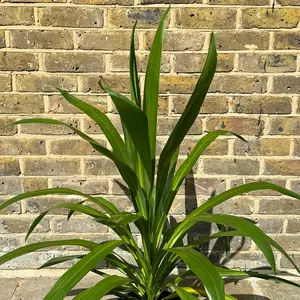 Cordyline 'Emerald Star' (Pot Size 23cm) Cabbage Palm - image 2