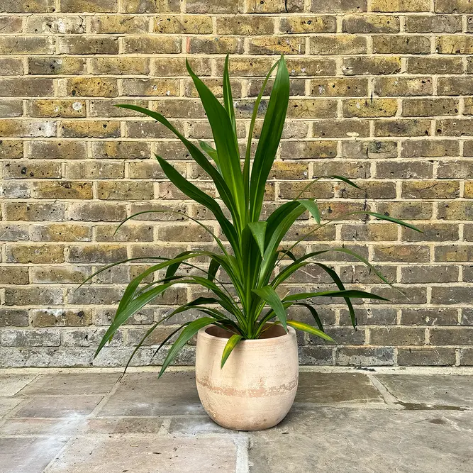 Cordyline 'Emerald Star' (Pot Size 23cm) Cabbage Palm - image 4