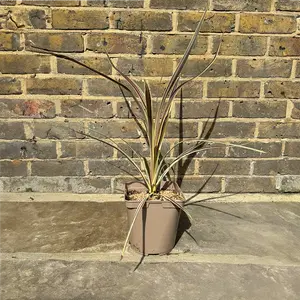 Cordyline fruticosa 'Electric Flash' (Pot Size 3L) Cabbage Palm - image 3