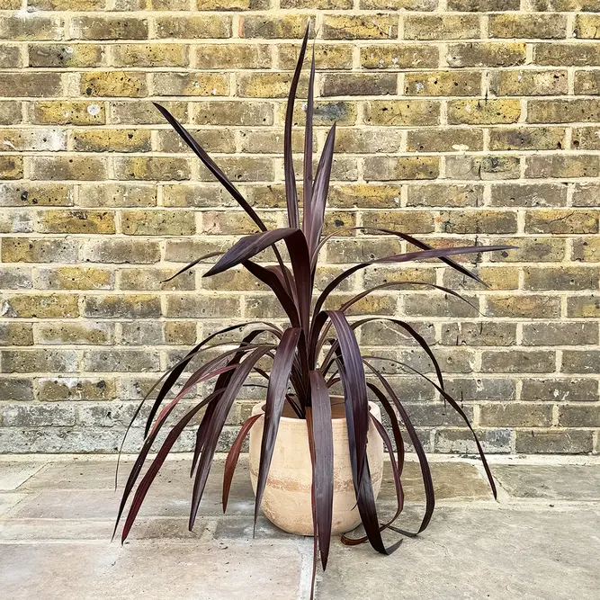 Cordyline 'Super Star' (Pot Size 23cm) Cabbage Palm - image 5