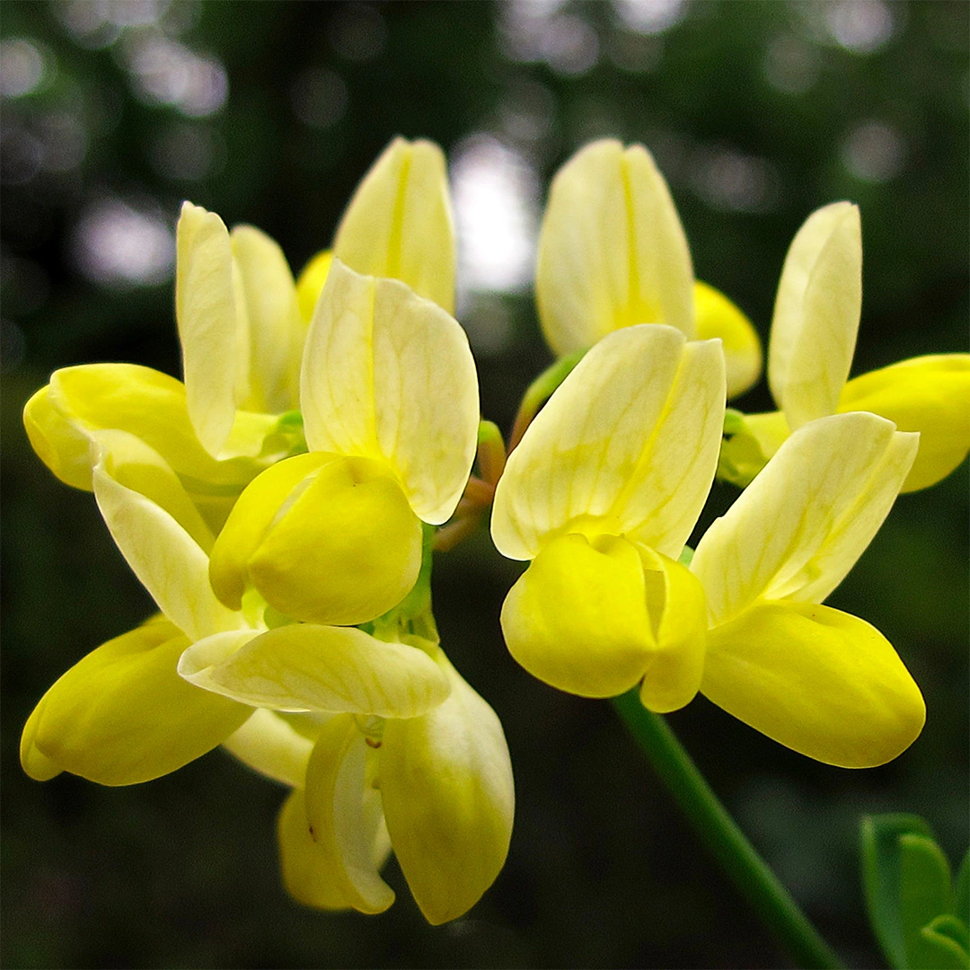 Coronilla valentina subsp. glauca 'Citrina' (Pot Size 3L) - Bastard ...