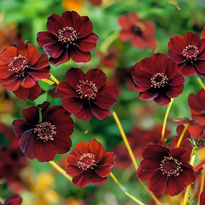 Cosmos atrosanguineus ‘Chocamocha’ (Pot Size 13cm) Chocolate Cosmos