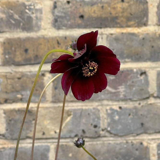 Cosmos atrosanguineus 'Chocolate' (Pot Size 1.5L) Chocolate Cosmos - image 1