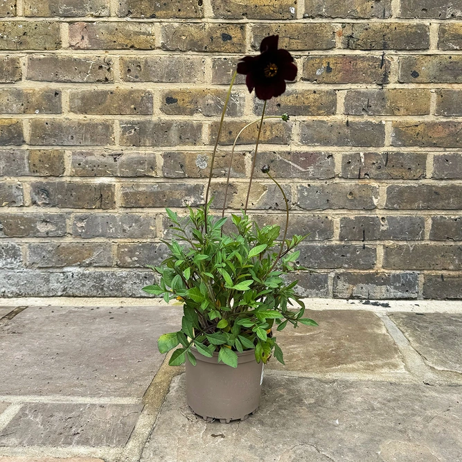 Cosmos atrosanguineus 'Chocolate' (Pot Size 1.5L) Chocolate Cosmos - image 2