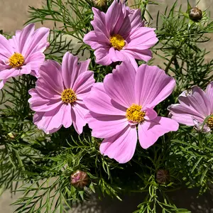 Cosmos bipinnatus 'Apollo Pink' (Pot Size 2L) - image 1