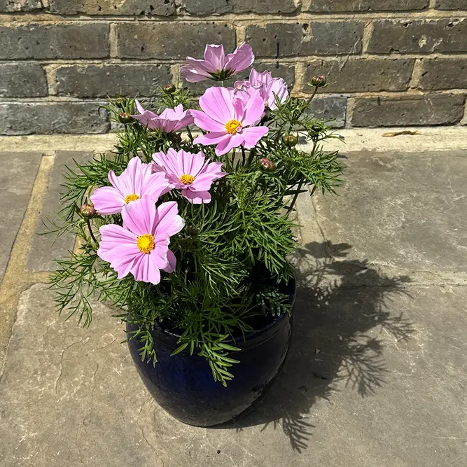 Cosmos bipinnatus 'Apollo Pink' (Pot Size 2L) - image 3