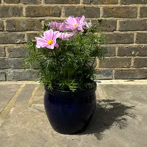 Cosmos bipinnatus 'Apollo Pink' (Pot Size 2L) - image 4