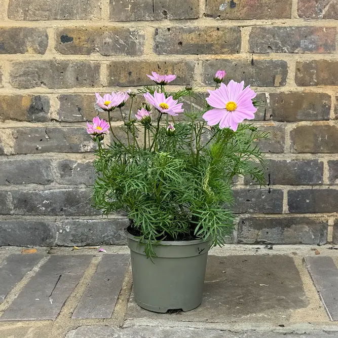 Cosmos bipinnatus 'Apollo Pink' (Pot Size 2L) - image 2