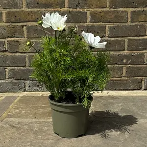 Cosmos bipinnatus 'Apollo White' (Pot Size 2L) - image 2