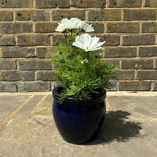 Cosmos bipinnatus 'Apollo White' (Pot Size 2L) - image 3