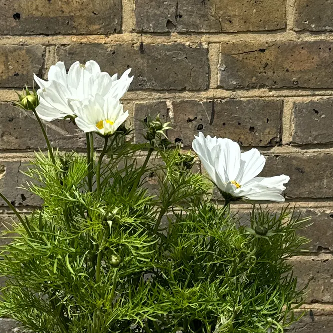 Cosmos bipinnatus 'Apollo White' (Pot Size 2L) - image 4