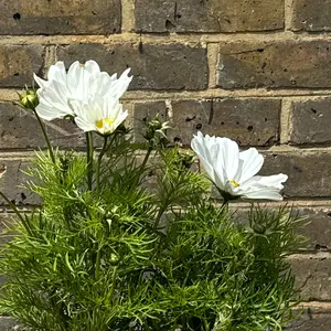 Cosmos bipinnatus 'Apollo White' (Pot Size 2L) - image 7